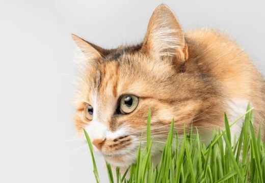 Picture for category Catnip & Cat Grass